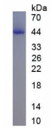 SDS-PAGE (DRD1-1269M).jpg